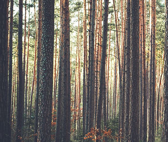 Wald