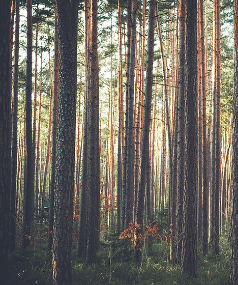 Forêt