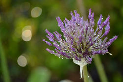 Digital Photography Flower