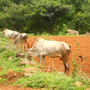cows rearing in farm