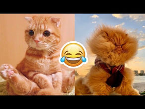 funny cats😹2020😹