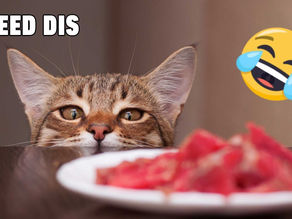 Best Funny Cats Videos Compilation – Try Not To Laugh