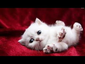 funny cats videos 2020🐈-funny cat videos 2020♥️