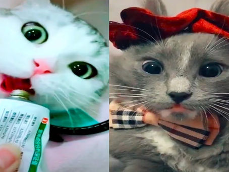 Funny Cats TikTok Videos 2020 Cute Baby Cat Compilation #9