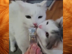 Funny Animals Compilation Best Funny Love😍 Cat video Vines compilation 2020😻 #8