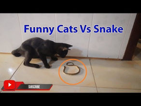 funny cats | funny videos 2020 | funny cats 2020 | funny cat videos | try not to laugh 2020 | funny