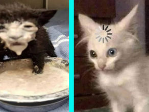 BEST DANK CAT MEMES COMPILATION OF 2020 PART 10 (from TikTok)