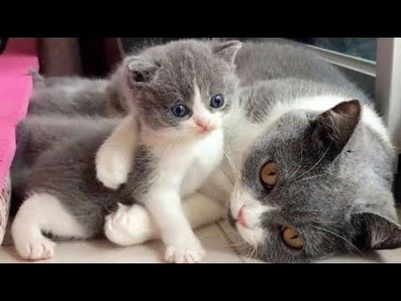 Funny Cats Videos 2020 | Cat new Funny Videos 2020 | Cute cat videos 2020 |