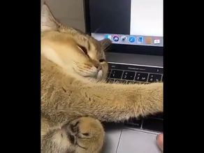 cats #funny video 2020….”Coved 19″