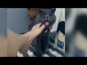Funny compilation clips for cats 2020 😹 laugh to cry