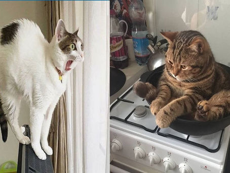 Baby Cats – Cute and Funny Cat Videos Compilation