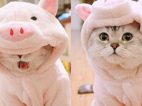 Aww Cute Cats And Dogs 😻 Funny Pets Compilation – Pets Paws Video 2020