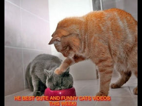 THE BEST CUTE AND FUNNY CAT VIDEOS THIS WEEK! | CUTE AND FUNNY 2020 Memes