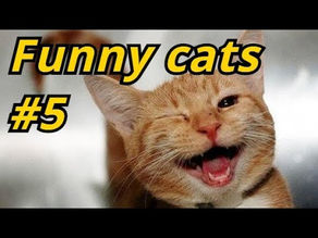 FUNNY CATS 2020 | Funny cat videos #5