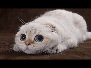 Top 10 Funny cats videos 2020 | Cats Tv |