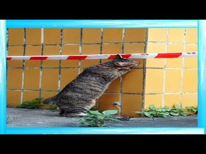 BEST DANK CAT MEMES COMPILATION OF 2020 (FUNNY CATS!) TIK TOK | PET CATS Animals