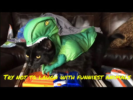 funny cats _cute animals _try not to laugh / Funniest Aanimals