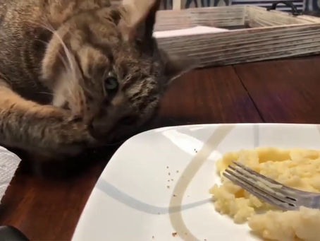 Funny Cats Will Make You Laugh For Hours!!! NEW 2020!