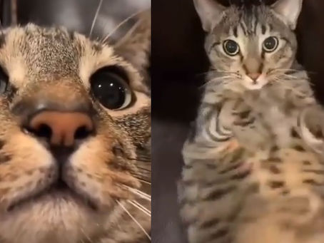 Cats Videos Made Your Day😇❤️ Cute and Funny Cats