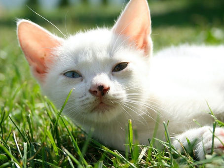 Funny Cats and Dogs Videos 2020