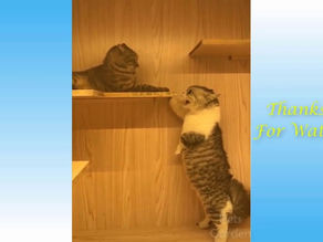 Funny cats
