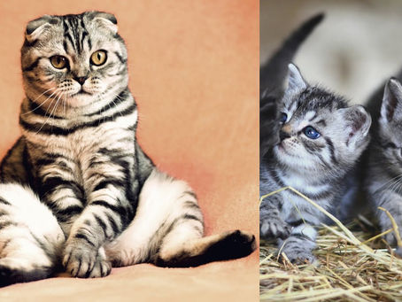 Cute and Funny Cat Videos Compilation Cats are Best Friends Funny Pets Videos Funny Fail