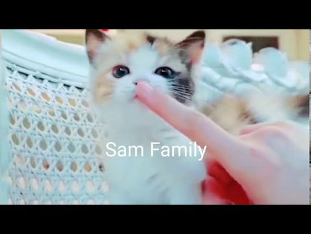 Cute cats compilation 2020/funny cats 2020/cute and funny cat compilation 2020