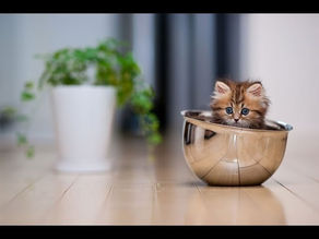 Cutie Cats – Cute and Funny Cats Compilation #5