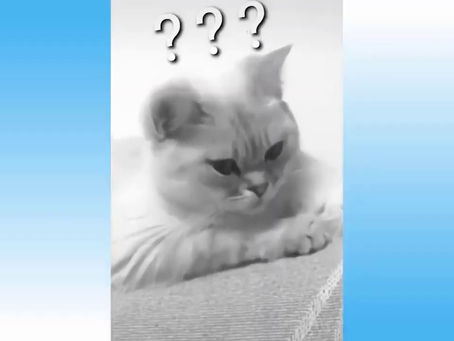 funny cats 2020 – funny cats – cutest and funniest cats compilation 2020