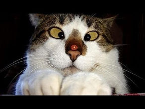Funny Cat Videos 2020 : Funny Cats Compilation Try Not Not To Laugh 😂 || Daily Dose of Internet