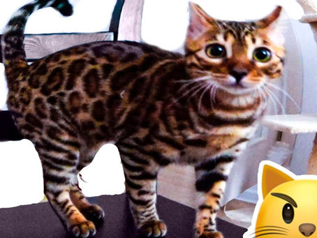 Funny cats compilation!