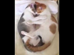 funny cat videos compilation 2020, best funny cat videos 2020, cutest cat videos 2020