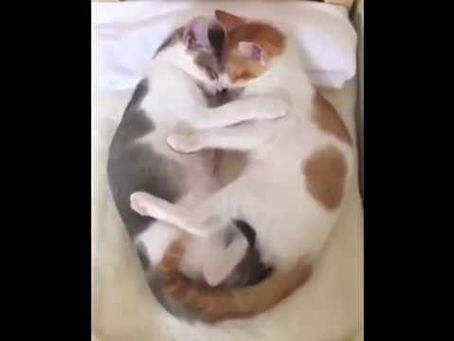 funny cat videos compilation 2020, best funny cat videos 2020, cutest cat videos 2020