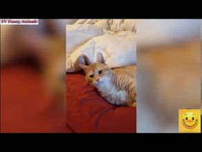 Top 100 Highlights of Funny Cats 2020 #04