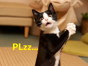 New Funny Cat Videos – Try not to laugh animals-2020 – the funniest funny flavors
