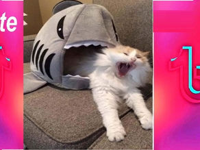 FUNNY CATS