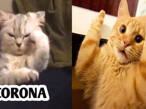 Funny Cat Video 2020 Cute And Funny Cat Animals | Cats Funny Videos