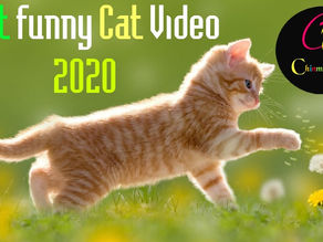 Cat World || Best Funny Cat Video 2020 || Funny Cats || TOP CRAZY & FUNNY CATS || Chinmoy Tech