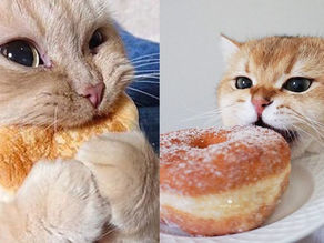 FUNNIEST CATS Stealing Food Compilation – Funny cats and dogs videos 2020