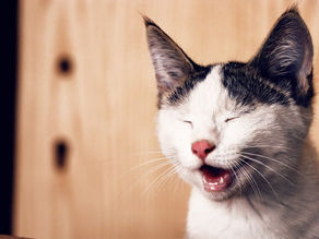 Funny Cats | Cute and Baby Cats Videos Compilation 2020