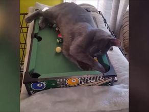 funny cats 2020 – try not to laugh 😽 funny cats video 2020 😸 funniest cats fails compilation