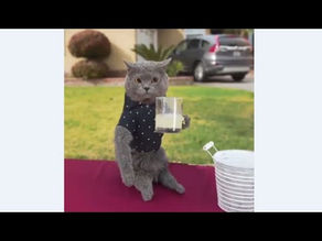Try Not To Laugh Ep 03 – Funny Cats 2020