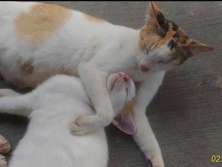 Top Funny Cat Videos  –  Funny Cats 2020