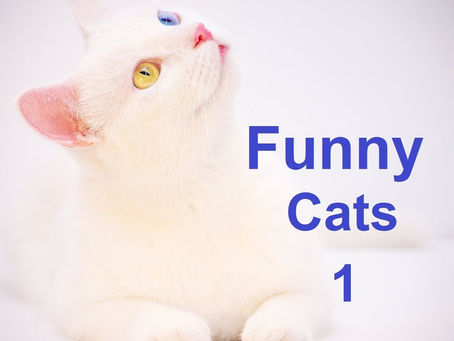 Funny Cats Compilations – Part 1