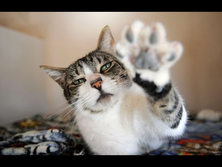 Trying to talk with your cat You must surprise – Funny cat videos 2020