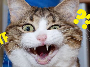 CRAZY CATS FUNNY VIDEOS 2020