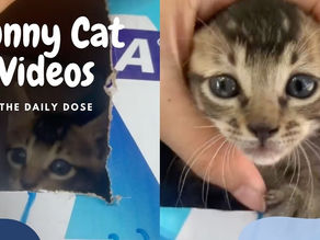 Cute Kittens and Funny Cats Videos Compilation 2020 | The Daily Dose