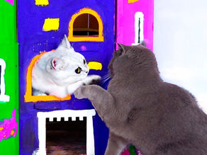 Baby and Cats Playing Together – Funny cats 2020 Moments. Murka and Bantik Show.