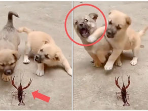 Aww Dog And Cats ๐ป Funny Pets Compilation โ Pets Paws Video 2020