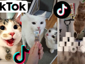 Funny TikTok Cats ~ Cutest And Funniest Cats Compilation 2020 ~ TIK TOK